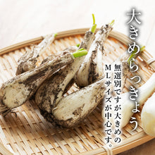 画像をギャラリービューアに読み込む, 【鳥取県北栄町産】砂丘らっきょう 甘酢漬け(180g×5袋)