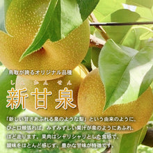 画像をギャラリービューアに読み込む, 【鳥取県倉吉市産】完熟新甘泉 秀品(3Lサイズ) 倉吉観光梨園 9月上旬以降順次発送