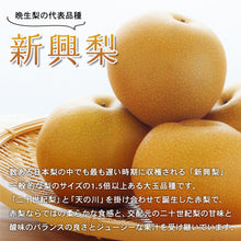 画像をギャラリービューアに読み込む, 【鳥取県倉吉市産】新興梨 家庭用 5kg 倉吉観光梨園 10月20日以降順次発送/10月10日注文締切