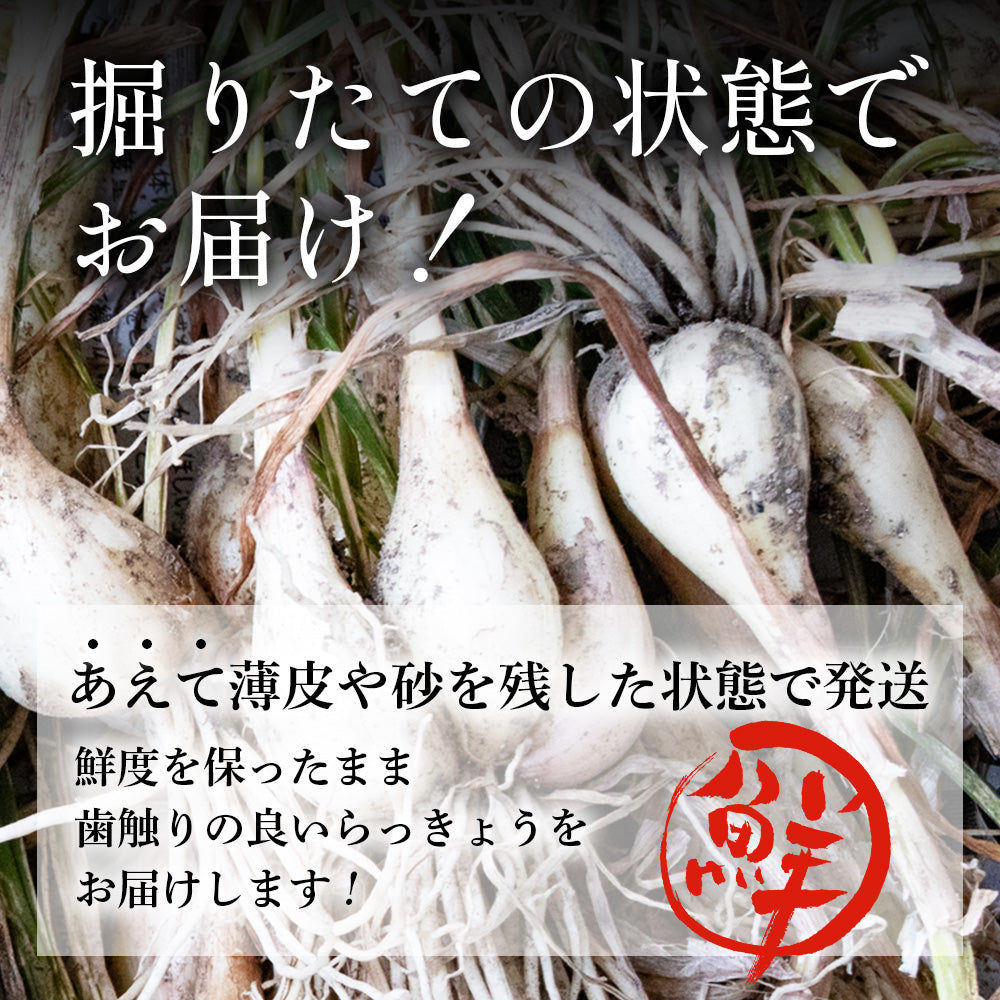 鳥取県北栄町産】葉・根付き砂丘らっきょう サイズ無選別（ML中心