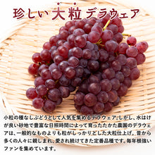 画像をギャラリービューアに読み込む, 【鳥取県倉吉市産】 デラウェア 秀品 800g(400gパック×2)