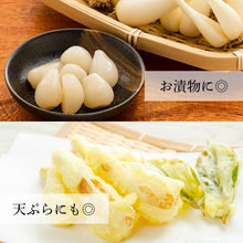 画像をギャラリービューアに読み込む, 【鳥取県北栄町産】葉・根付き砂丘らっきょう サイズ無選別(ML中心)