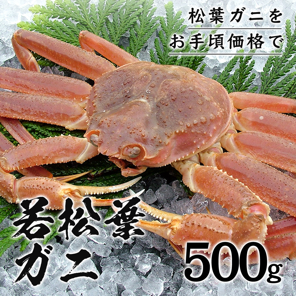 2月以降順次発送【鳥取県産】活生 若松葉ガニ