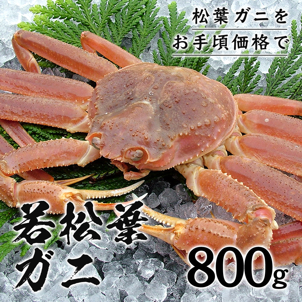 2月以降順次発送【鳥取県産】活生 若松葉ガニ
