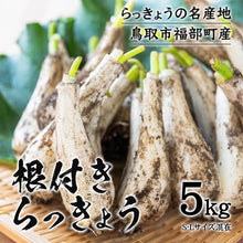 画像をギャラリービューアに読み込む, 【鳥取県産】根付き砂丘らっきょう サイズ不選別(SML混在)注文締切6月22日まで