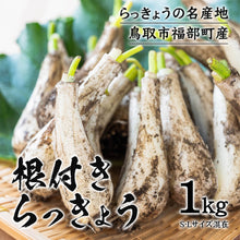 画像をギャラリービューアに読み込む, 【鳥取県産】根付き砂丘らっきょう サイズ不選別(SML混在)注文締切6月22日まで