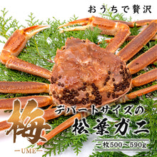 画像をギャラリービューアに読み込む, 【鳥取/鳥取港】<梅> 極撰松葉ガニ 最高級品 500g級 ブランドタグ付 早割価格の注文締切11月26日まで