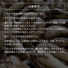 画像をギャラリービューアに読み込む, 【鳥取県産】鳥取砂丘の砂付き島らっきょう