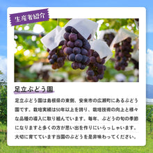 画像をギャラリービューアに読み込む, 9月1日順次発送/8月30日注文締切【島根県産】神紅&シャインマスカットの食べ比べセット 2房(400~500g/房) 家庭用