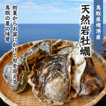 画像をギャラリービューアに読み込む, 【境港産】天然岩牡蠣(サイズ不選別) 殻開け済(殻の側面に隙間を開けた状態でお届け)8月15日注文締切