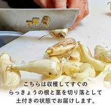 画像をギャラリービューアに読み込む, 【鳥取県産】根切り砂丘らっきょう 1kg サイズ不選別(SML混在) ご注文締切7月5日まで