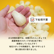 画像をギャラリービューアに読み込む, 【鳥取県福部町産】生洗いらっきょう3kg&らっきょう酢2Lセット サイズ無選別(ML中心)注文締切7月6日まで