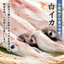 画像をギャラリービューアに読み込む, 【山陰沖産】白イカ