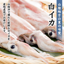 画像をギャラリービューアに読み込む, 【山陰沖産】白イカ 単品