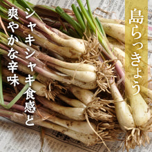 画像をギャラリービューアに読み込む, 【鳥取県産】鳥取砂丘の砂付き島らっきょう