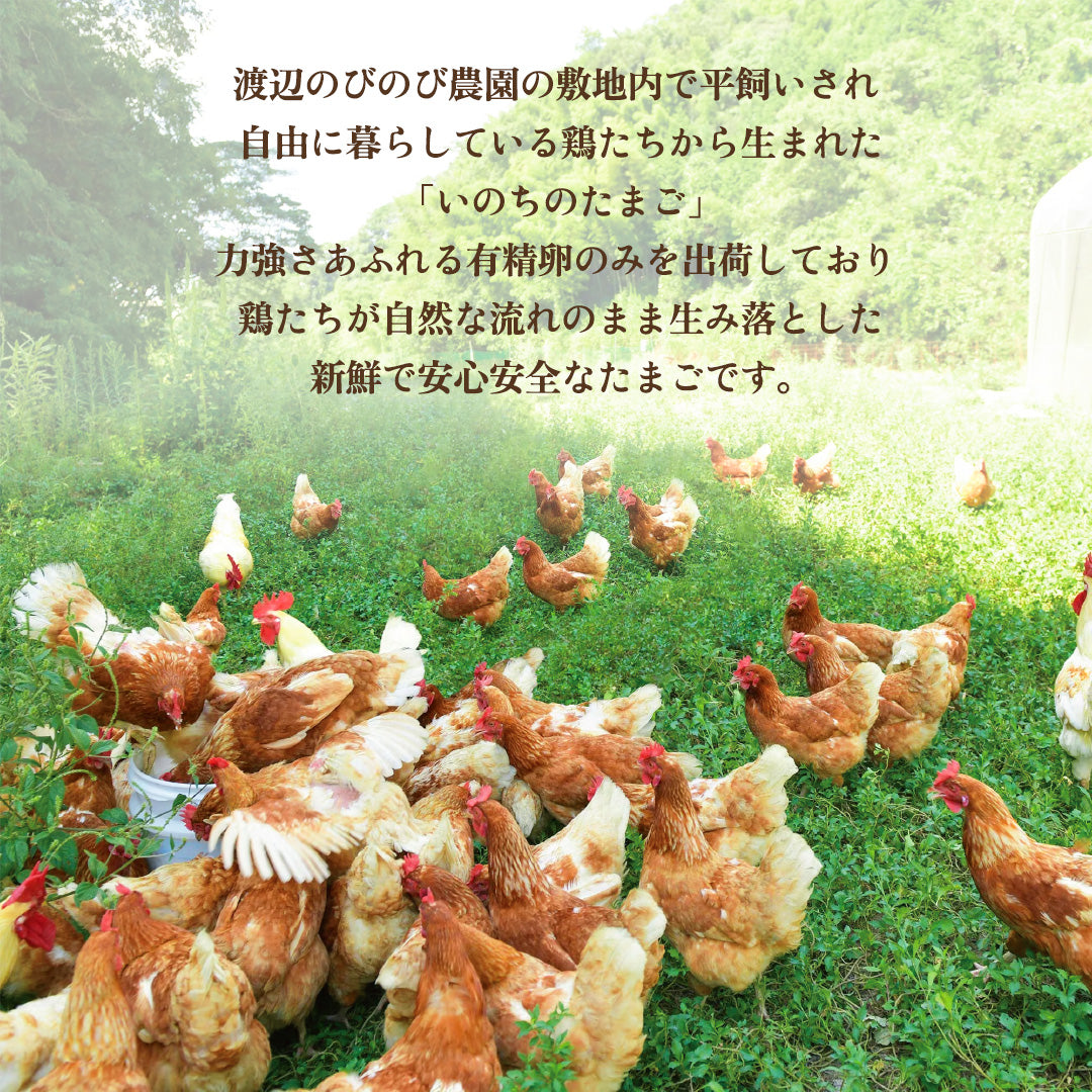 鳥取県産】平飼い鶏のいのちのたまご – さんチョク