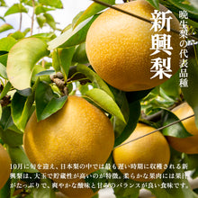 画像をギャラリービューアに読み込む, 【鳥取県八頭郡】新興梨 秀品 5kg まる大農園 10月20日注文締切