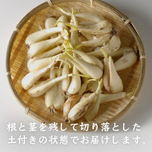 画像をギャラリービューアに読み込む, 【鳥取県産】根付き砂丘らっきょう サイズ不選別(SML混在)注文締切6月22日まで