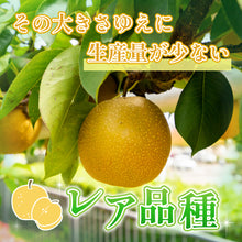 画像をギャラリービューアに読み込む, 【鳥取県八頭郡産】訳あり王秋梨 5kg はっとうフルーツ観光園 11月10日以降発送/11月9日注文締切