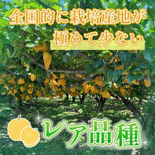 画像をギャラリービューアに読み込む, 【鳥取県八頭郡産】真寿梨 秀品 はっとうフルーツ観光園 8月中旬以降順次発送 注文締切8月22日