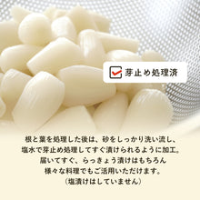 画像をギャラリービューアに読み込む, 【鳥取県福部町産】生洗いらっきょう(塩水で芽止め処理済) サイズ無選別(ML中心)注文締切7月6日まで