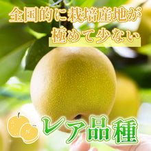 画像をギャラリービューアに読み込む, 【鳥取県八頭郡産】訳あり秋麗梨 5kg はっとうフルーツ観光園 8月下旬以降順次発送  注文締切8月22日