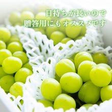 画像をギャラリービューアに読み込む, 【鳥取県国府町産】万葉のしずく 大粒シャインマスカット 注文締切8月29日