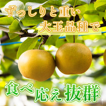 画像をギャラリービューアに読み込む, 【鳥取県八頭郡産】訳あり 秋月梨 はっとうフルーツ観光園 9月下旬以降順次発送/9月30日注文締切