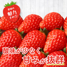 画像をギャラリービューアに読み込む, 【鳥取県産いちご】章姫 1kg(250g×4パック)