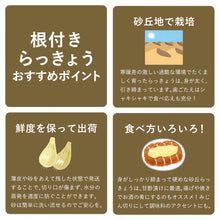 画像をギャラリービューアに読み込む, 【鳥取県産】根付き砂丘らっきょう サイズ不選別(SML混在)注文締切6月22日まで