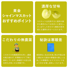 画像をギャラリービューアに読み込む, 【鳥取県産】完熟黄金シャインマスカット 1kg(2~3房) 注文締切10月15日