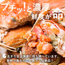画像をギャラリービューアに読み込む, 【鳥取/鳥取港】親ガニ(セコガニ) A級(贈答用) 小サイズ 130g/枚 早割価格の注文締切11月26日まで