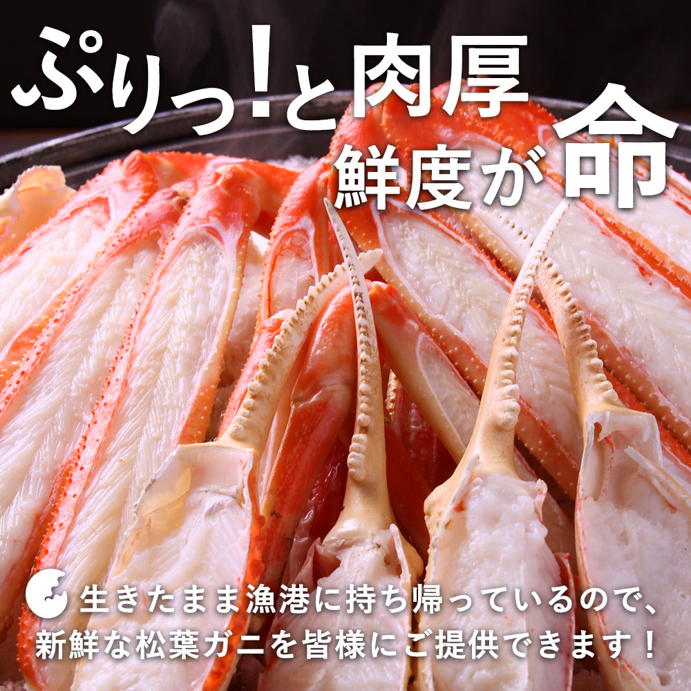 【着日指定可】【竹】極選松葉ガニ 600g級 鳥取県産 ブランドタグ付