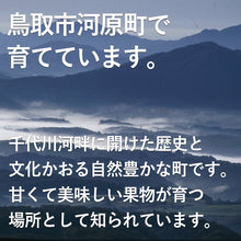 画像をギャラリービューアに読み込む, 【鳥取県産】完熟黄金シャインマスカット 1kg(2~3房) 注文締切10月15日