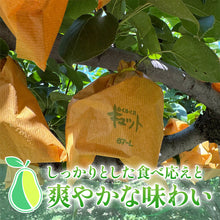 画像をギャラリービューアに読み込む, 【鳥取県八頭郡産】真寿梨 秀品 はっとうフルーツ観光園 8月中旬以降順次発送 注文締切8月22日
