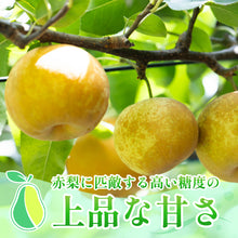 画像をギャラリービューアに読み込む, 【鳥取県八頭郡産】訳あり秋麗梨 5kg はっとうフルーツ観光園 8月下旬以降順次発送  注文締切8月22日