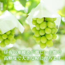 画像をギャラリービューアに読み込む, 【鳥取県国府町産】万葉のしずく 大粒シャインマスカット 注文締切8月29日