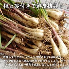 画像をギャラリービューアに読み込む, 【鳥取県産】鳥取砂丘の砂付き島らっきょう