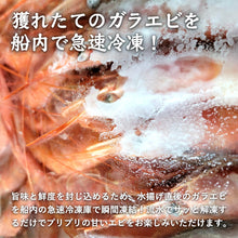 画像をギャラリービューアに読み込む, 【鳥取県産】ガラエビ サイズ不選別