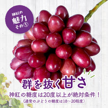 画像をギャラリービューアに読み込む, 9月1日順次発送/8月30日注文締切【島根県産】神紅&シャインマスカットの食べ比べセット 2房(400~500g/房) 家庭用