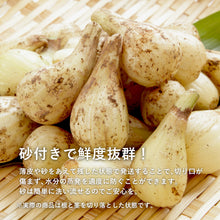 画像をギャラリービューアに読み込む, 【鳥取県産】根切り砂丘らっきょう 1kg サイズ不選別(SML混在) ご注文締切7月5日まで