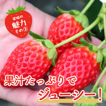 画像をギャラリービューアに読み込む, 【鳥取県産いちご】章姫 1kg(250g×4パック)