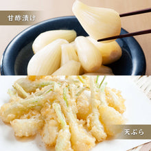 画像をギャラリービューアに読み込む, 【鳥取県産】根付き砂丘らっきょう サイズ不選別(SML混在)注文締切6月22日まで