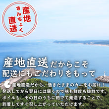 画像をギャラリービューアに読み込む, 【鳥取/鳥取港】親ガニ(セコガニ) A級(贈答用) 大サイズ 180g/枚 11月10日以降発送開始予定
