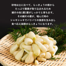 画像をギャラリービューアに読み込む, 【鳥取県福部町産】生洗いらっきょう(塩水で芽止め処理済) サイズ無選別(ML中心)注文締切7月6日まで