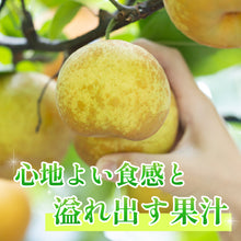 画像をギャラリービューアに読み込む, 【鳥取県八頭郡産】訳あり秋麗梨 5kg はっとうフルーツ観光園 8月下旬以降順次発送  注文締切8月22日