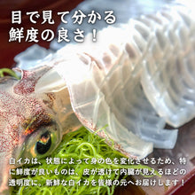 画像をギャラリービューアに読み込む, 【山陰沖産】冷凍白イカ 単品