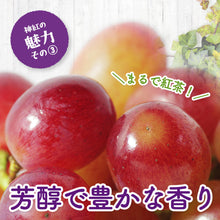 画像をギャラリービューアに読み込む, 9月1日順次発送/8月30日注文締切【島根県産】島根ぶどう 神紅 2房(約1kg)家庭用