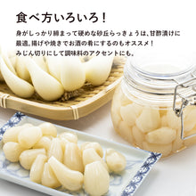 画像をギャラリービューアに読み込む, 【鳥取県産】根切り砂丘らっきょう 1kg サイズ不選別(SML混在) ご注文締切7月5日まで