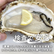 画像をギャラリービューアに読み込む, 【鳥取県産】天然岩牡蠣 夏輝(ラベル付) 特大サイズ(1個/700g〜900g級)